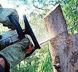 How Our Tree Care Process Works  in  Fremont, CA