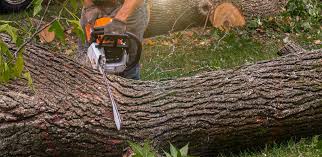 Best Lawn Mowing  in Fremont, CA