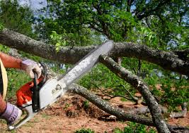 Best Lot and Land Clearing  in Fremont, CA