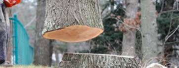 Best Arborist Consultation Services  in Fremont, CA