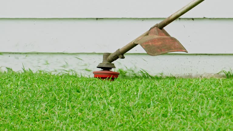 Best Lawn Disease Treatment  in Fremont, CA