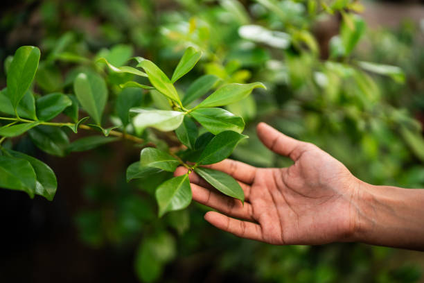 Best Tree Mulching  in Fremont, CA