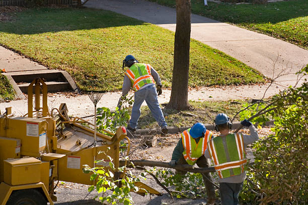 Best Emergency Tree Removal  in Fremont, CA