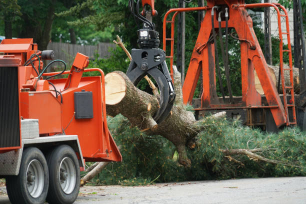 Best Utility Line Clearance  in Fremont, CA