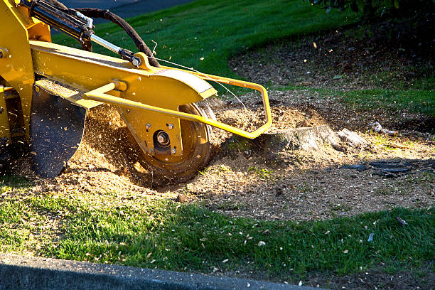 Best Leaf Removal  in Fremont, CA