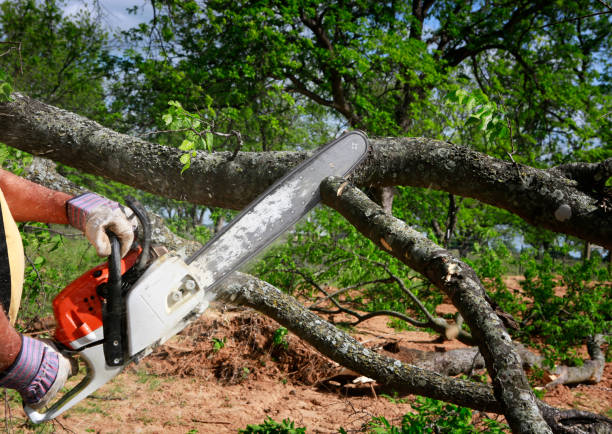 Trusted Fremont, CA Tree Services Experts